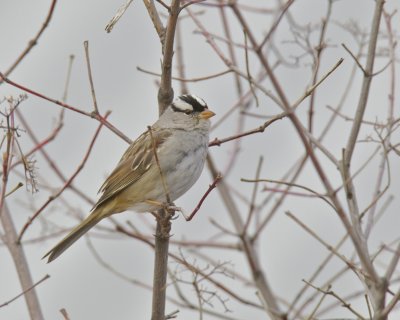White-crowned Sparrow, Columbia Bottoms, April 1, 2013