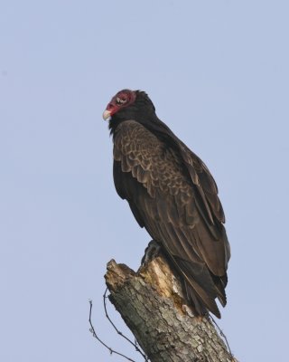 Turkey Vulture, Harbor Island 2009