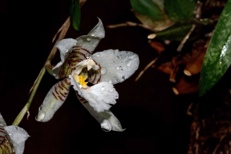 Orquídea Rhynchostele cervantesii