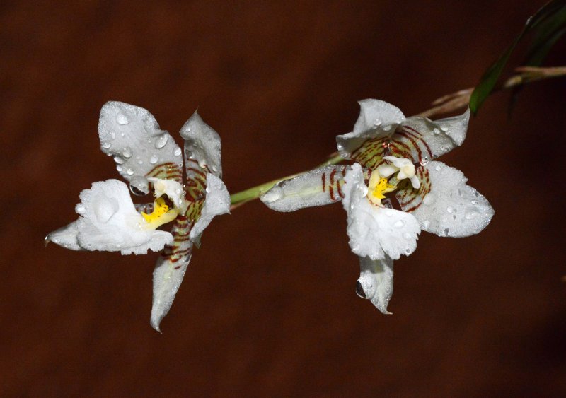 Orquídea Rhynchostele cervantesii