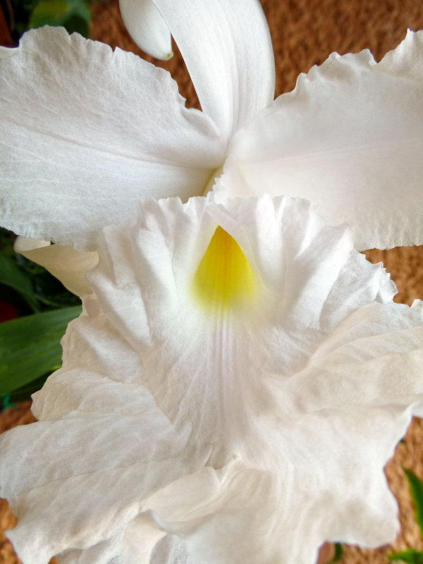 Orquidea Sobralia macrantha