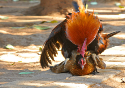 ahi te voy gallinita !