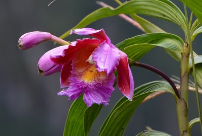 Orquidea Peruana en Waynapichu