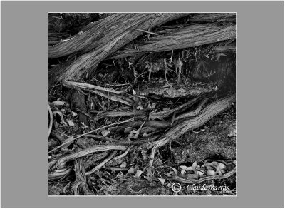 Decaying roots