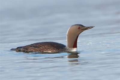 Red-throated Diver   Unst