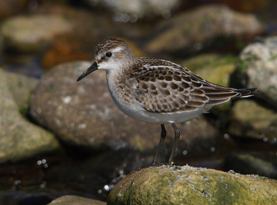 Little Stint Mainland