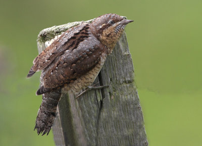 Wryneck