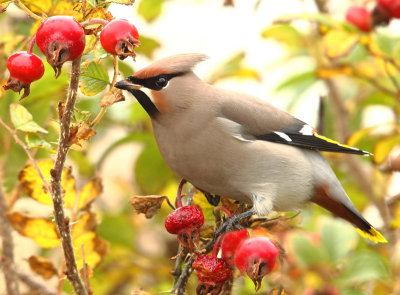 Waxwing