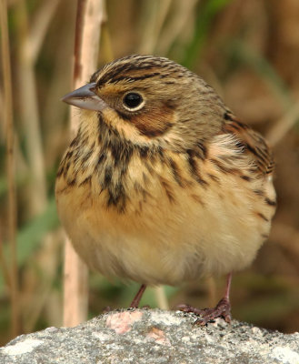 Chestnut-eared Bunting