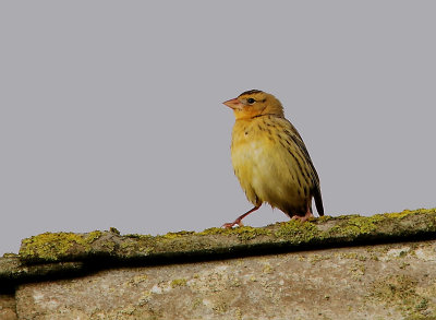 Bobolink