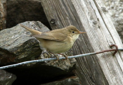 Marsh Warbler