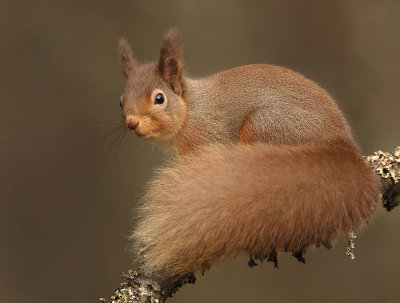 Red Squirrel