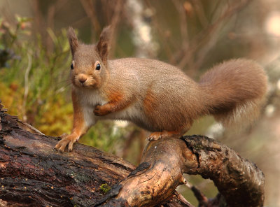 Red Squirrel