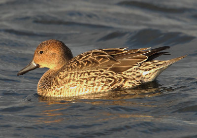 Pintail