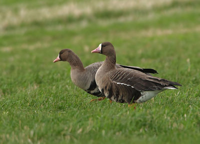 White-fronted Goose