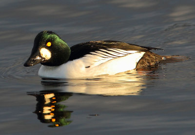 Goldeneye