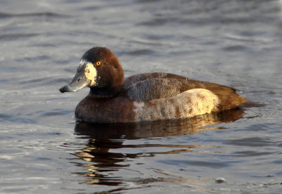 Scaup