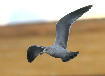 Ring-billed Gull