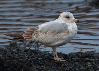 Ring-billed Gull   1st Winter