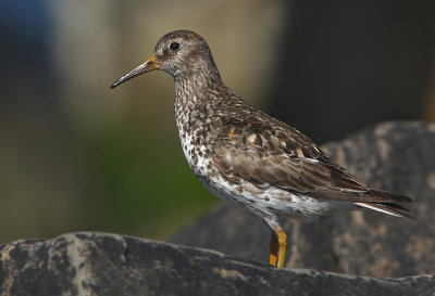 Purple Sandpiper