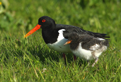 Waders