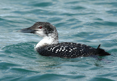 Great-Northern Diver