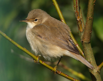 Reed Warbler