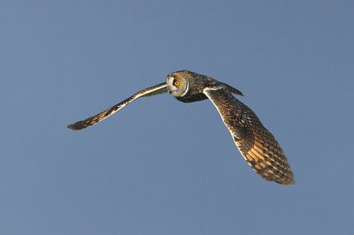 Long-eared Owl  Scotland