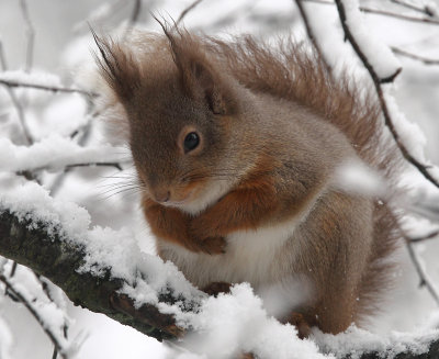 Red Squirrel