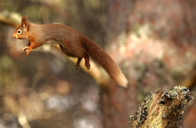 Red Squirrel