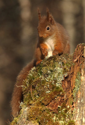 Red Squirrel