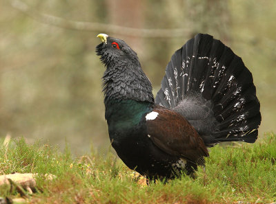 Capercaillie  Male