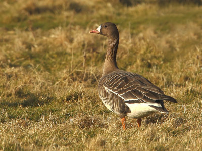 White-fronted Goose