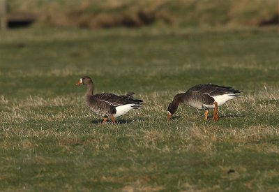 Greenland  White-fronted  Goose 