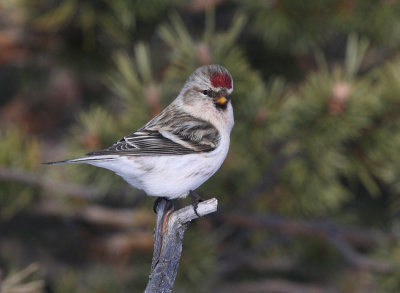 Arctic Redpoll