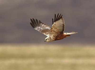 Marsh Harrier