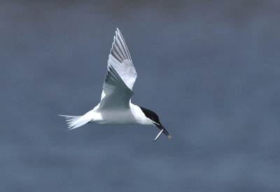 Sandwich Tern