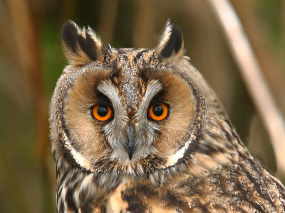 Long-eared Owl  Scotland