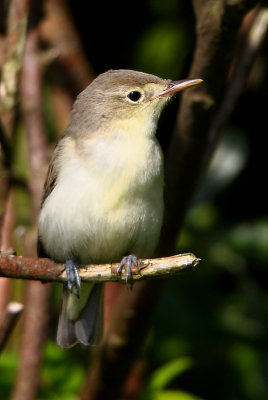 Icterine Warbler