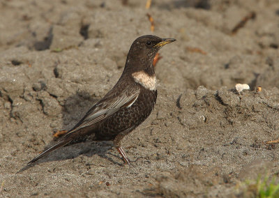 Ring Ouzel