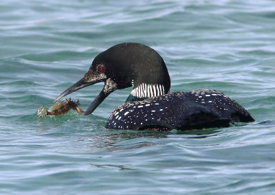 Great Northern Diver