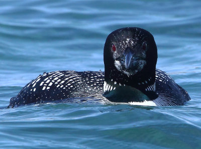 Great Northern Diver