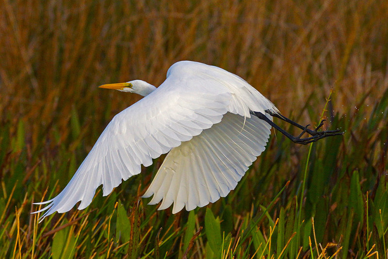 Wings by Raymond Meltzer. 2A tied