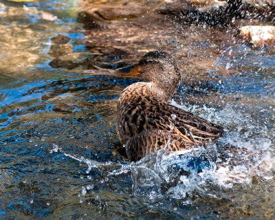 Bath Time