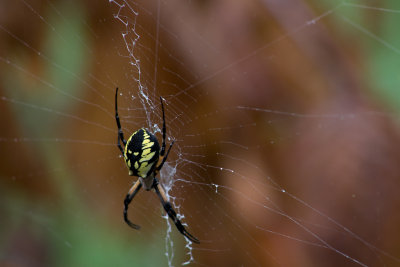 Garden Orb Spider