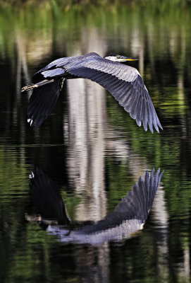 Heron Reflection by Michael Powers