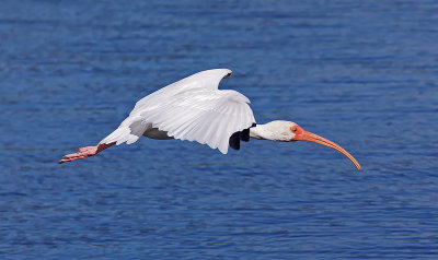 Ibis in the Morning by Ray Meltzer