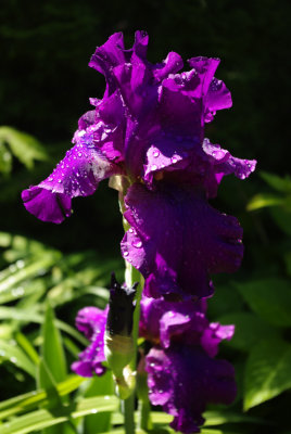12. Purple Iris
