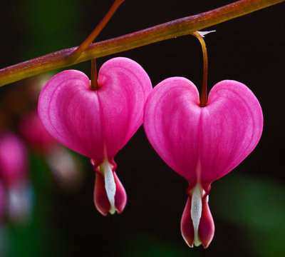 19. Heart Companions