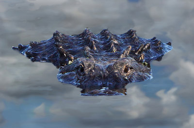 29. Gator Reflections
